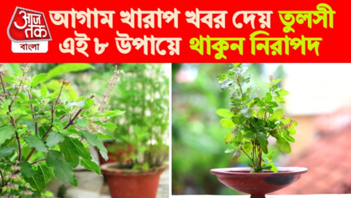 তুলসী গাছের প্রতিকার।
