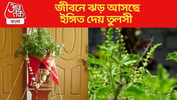 জীবনে ঝড় আসছে ইঙ্গিত দেয় তুলসী