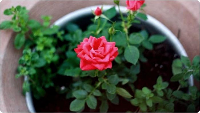 ফুলের গাছ বা বাগান করার শখ থাকলে তার আগে জেনে নিতে হবে বাস্তু মতে বাড়ির কোন দিকে গোলাপ গাছ লাগানো শুভ আর কোন দিকে গাছ লাগানো বিপজ্জনক!