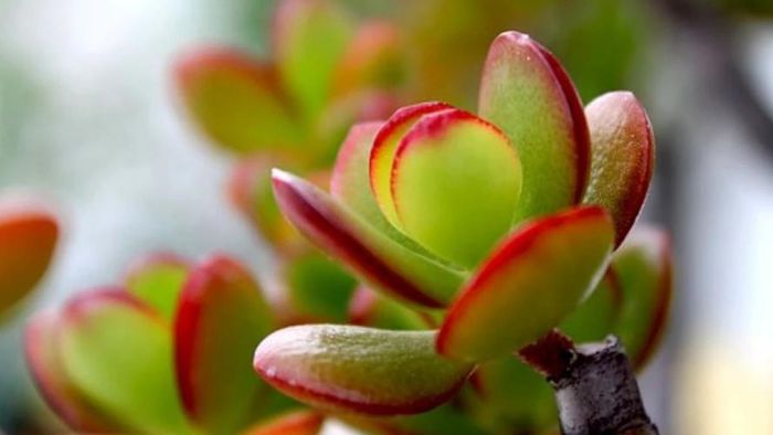 সব সময় পকেট ভর্তি টাকা চাইলে বাড়িতে রাখুন কুবেরের গাছ