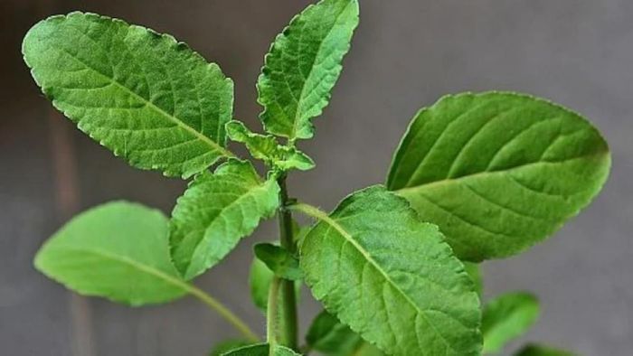 বাড়িতে তুলসির পাশেই এই গাছও আছে, সর্বনাশ হতে পারে