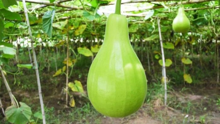 Gourd Multiple Benefits : লাউ খান