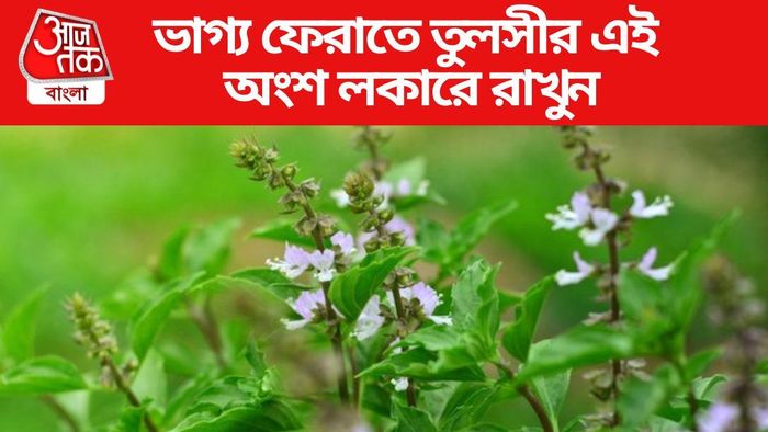 তুলসী গাছের প্রতিকার করুন