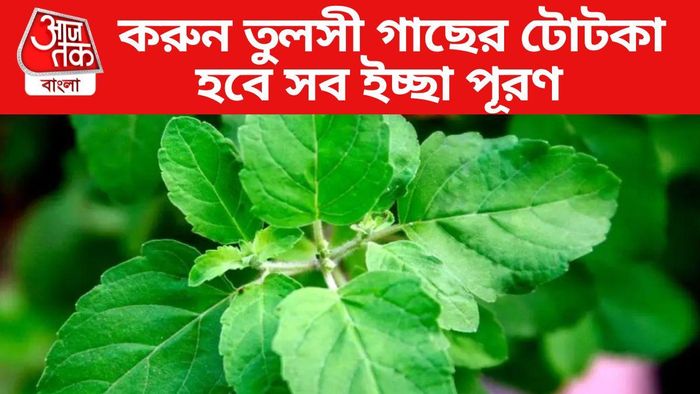 তুলসী গাছের টোটকা