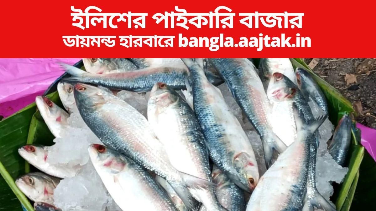 ইলিশের পাইকারি বাজার-- নিজস্ব চিত্র