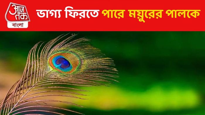 বাড়িতে এভাবে ময়ূরের পালক রাখলেই সাফল্য, তবে সাবধান..