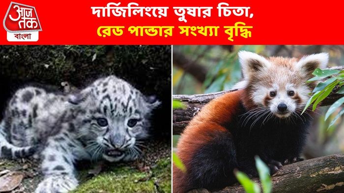 দার্জিলিংয়ে তুষারচিতার বংশবৃদ্ধি, বেড়েছে রেড পান্ডাও
