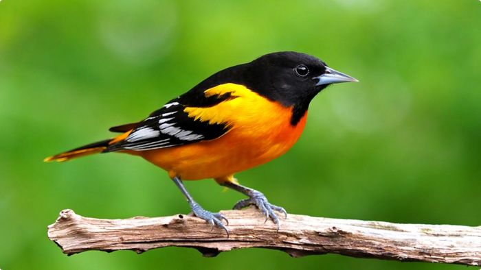 সংগৃহীত ছবি।