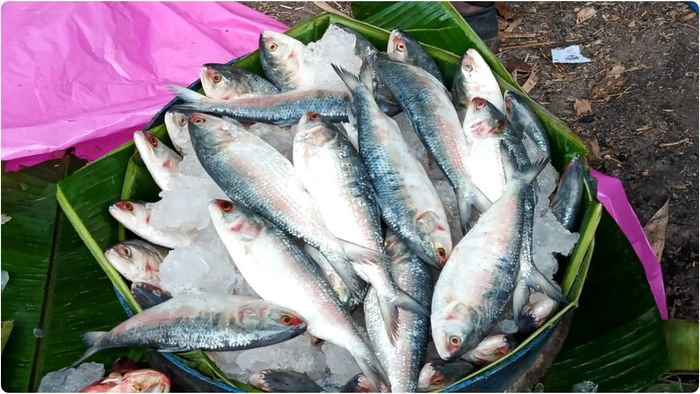 টাটকা মাছ ‘ভ্যানিশ’, জোগানের ঘাটতিতে আকাশছোঁয়া ইলিশের দাম!