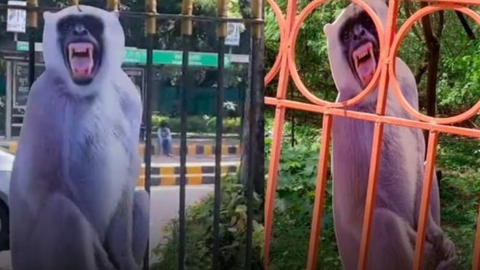 দাঁত খিঁচিয়ে হনুমান...