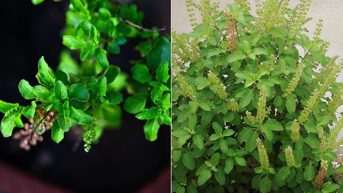 তুলসী গাছের নিয়ম