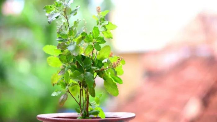 থমকে আয়-উন্নতি? শ্রাবণের শেষ সোমবার তুলসীর এই প্রতিকারে কাটবে সব বাধা!