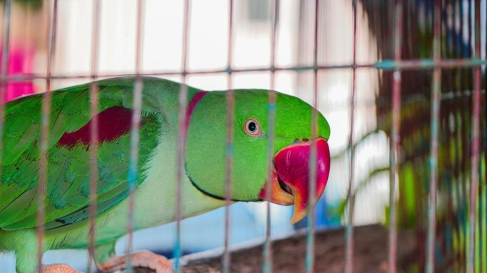 ময়না-টিয়া সহ দেশি কোনও পাখি বাড়িতে আর পোষা যাবে না, কড়া নির্দেশ বনদফতরের ময়না-টিয়া সহ দেশি কোনও পাখি বাড়িতে আর পোষা যাবে না, কড়া নির্দেশ বনদফতরের