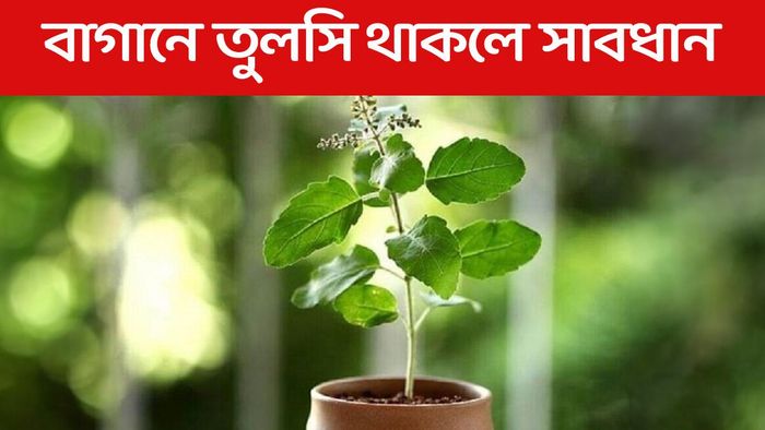 তুলসির পাশে এই ৪ গাছ থাকলে সরিয়ে ফেলুন, ঘোর অকল্যাণ