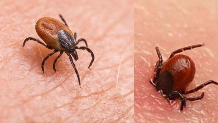 স্ক্রাব টাইফাসের হানা