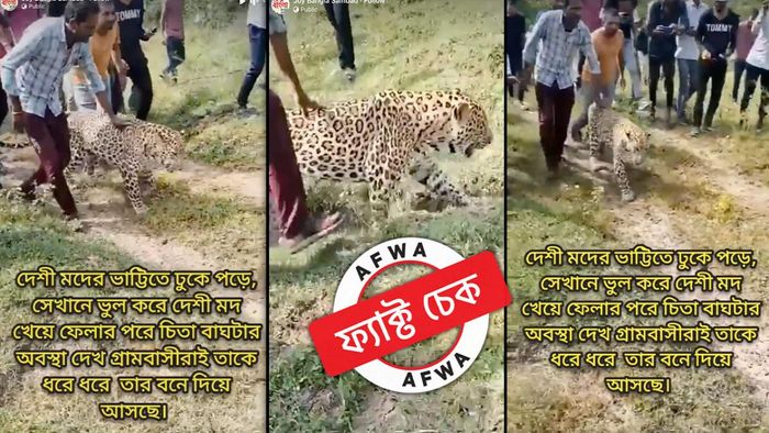 ফ্যাক্ট চেক: জটিল রোগে আক্রান্ত এক চিতাবাঘের ভিডিয়ো বিভ্রান্তিকর দাবির সঙ্গে ছড়ানো হল সোশ্যাল মিডিয়ায়