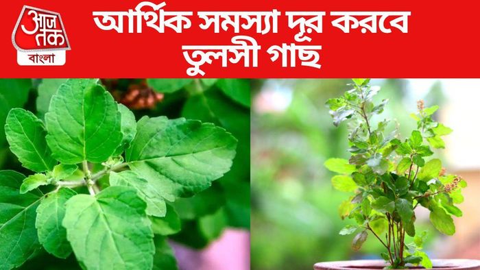 তুলসী গাছ
