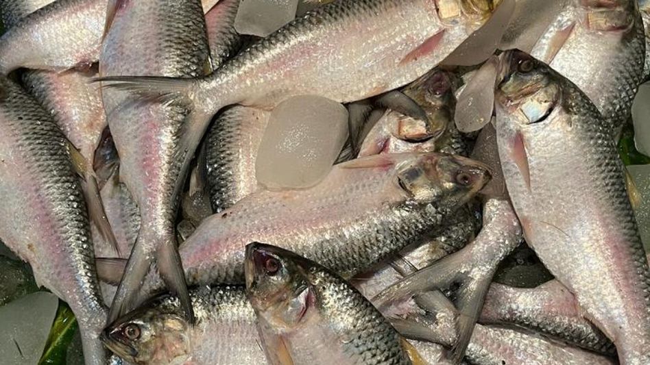 প্রচুর পদ্মার ইলিশ আজকেই ঢুকছে, কলকাতার বাজার ছেয়ে যাবে সপ্তাহান্তে প্রচুর পদ্মার ইলিশ আজকেই ঢুকছে, কলকাতার বাজার ছেয়ে যাবে সপ্তাহান্তে