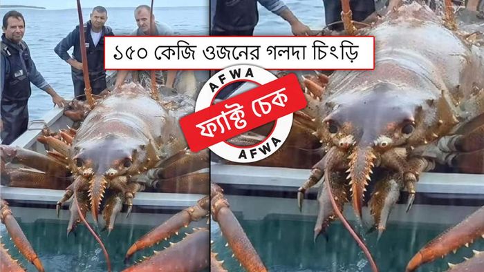ফ্য়াক্ট চেক: জেলের জালে ধরা পড়ল ১৫০ কেজির চিংড়ি! এই ছবিটির সত্যতা জানলে চমকে যাবেন