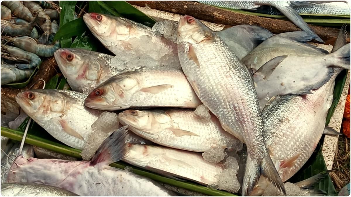 মেঘনা-পদ্মার ইলিশ আর গুজরাত থেকে আমদানি হওয়া ইলিশ প্রায় একই রকম দেখতে।