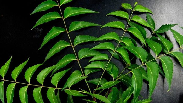 নিম পাতা খাওয়ার উপকারিতা