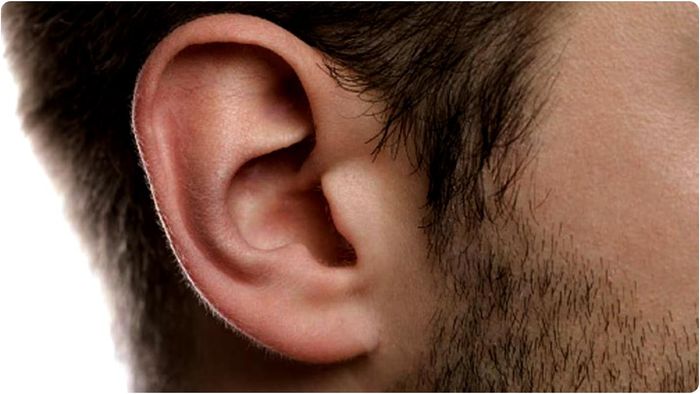 সামুদ্রিক শাস্ত্রে কানের আকৃতি ও গঠনের উল্লেখ করা হয়েছে, যা ব্যক্তির ভাগ্য ও প্রকৃতি বুঝতে সাহায্য করে।