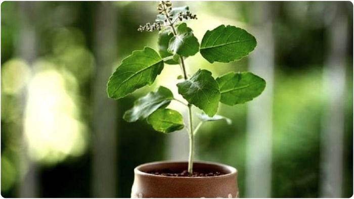 শাস্ত্র মতে সপ্তাহের একটি নির্দিষ্ট দিনে তুলসী পাতা ছেঁড়া উচিত নয়। এটি করা অশুভ বলে মনে করা হয়।