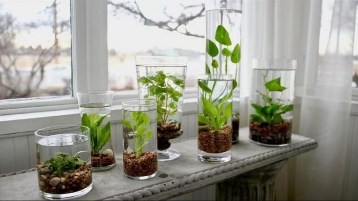 টাকার টানাটানি চলছে? এই গাছ ঘরে আনলেই বাড়বে অর্থলাভের সম্ভাবনা!