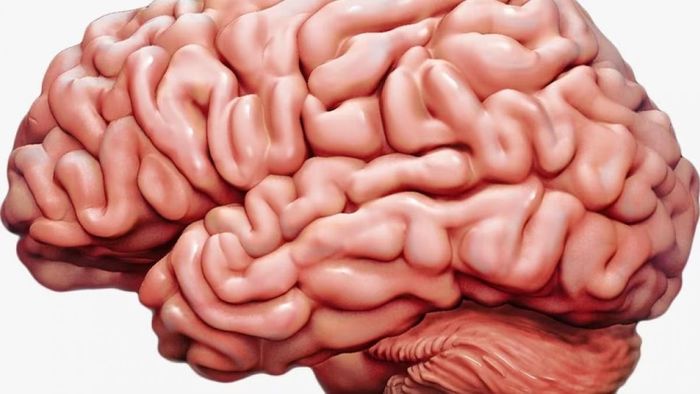 স্নায়ু শিথিল করছে এই সুস্বাদু ৫ খাবার, মানসিক রোগ এড়াতে এখনই বাদ দিন