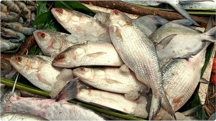 পদ্মার ইলিশ পৌঁছল উত্তরে, দাম শুনে অবাক ক্রেতারা