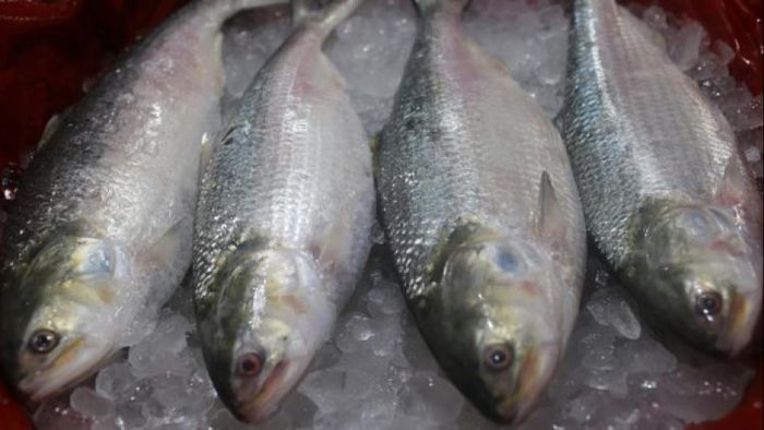 ফাইল ছবি।