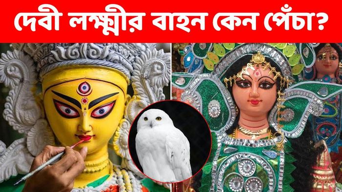 দেবী লক্ষ্মীর বাহন সাদা পেঁচা