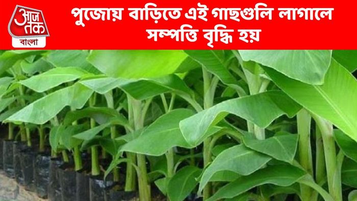 দুর্গাপুজোর মধ্যে বাড়িতে লাগান এই গাছগুলি, ধন-সম্পদ বৃদ্ধি পাবে