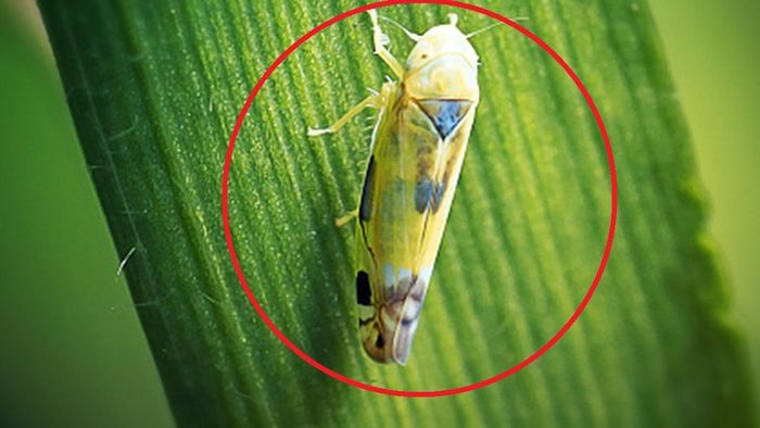 শ্যামা পোকা (ছবি: গেটি ইমেজেস)