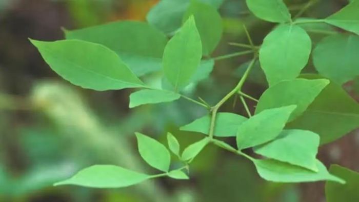 পুজোয় যথেচ্ছ খাওয়া-দাওয়ায় পেট গরম? বেলপাতায় হতে পারে মুক্তি