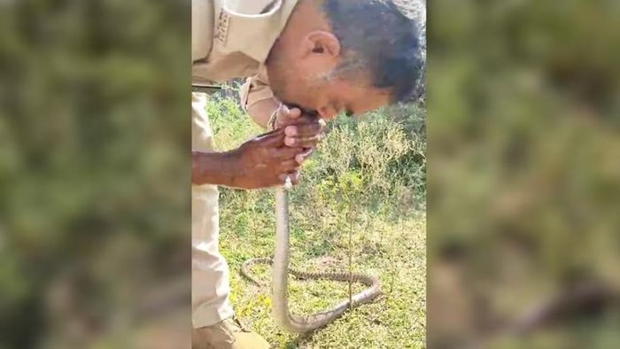 সাপের মুখে মুখ লাগিয়ে পাম্প করে বাঁচালেন পুলিশ