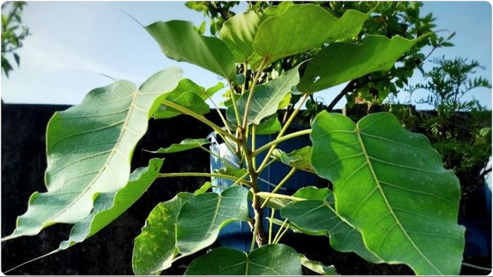 বালিশের নীচে এই একটা পাতা রাখুন, পরের দিন থেকে কমতে শুরু করবে ঋণের বোঝা!