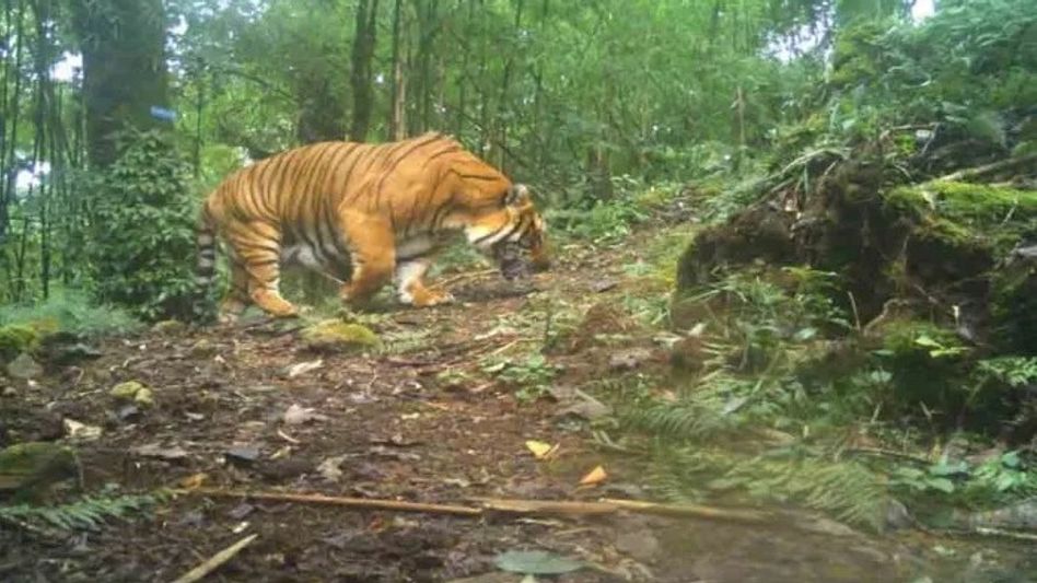 নেওড়ার জঙ্গলে ক্যামেরায় ধরা পড়ল পূর্ণাঙ্গ বাঘের ছবি, উচ্ছ্বসিত পর্যটকরা নেওড়ার জঙ্গলে ক্যামেরায় ধরা পড়ল পূর্ণাঙ্গ বাঘের ছবি, উচ্ছ্বসিত পর্যটকরা
