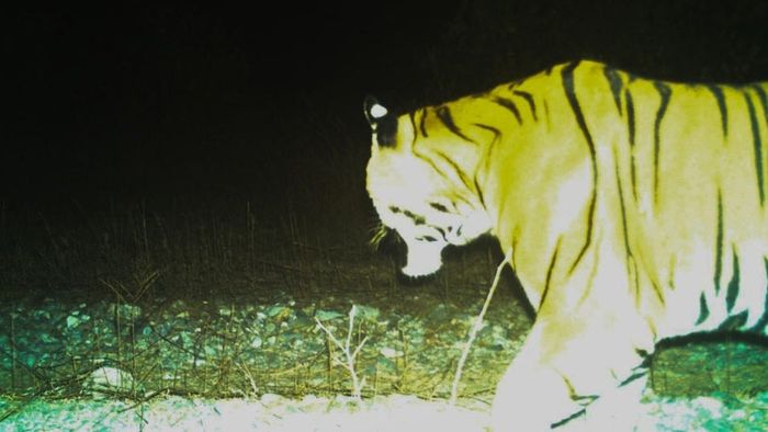 নেওড়ার পরে বক্সার জঙ্গলে বাঘ-দর্শন, খুশি ব্যাঘ্রপ্রেমীরা