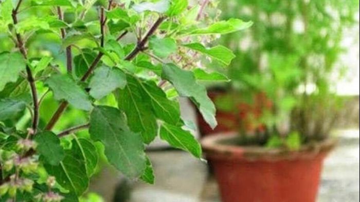 ফাইল চিত্র।