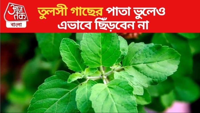 তুলসী পাতা ছেঁড়ার নিয়ম