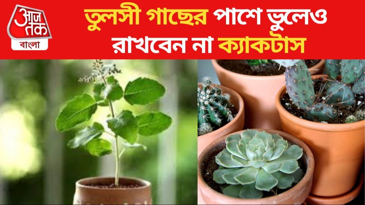 তুলসী গাছ