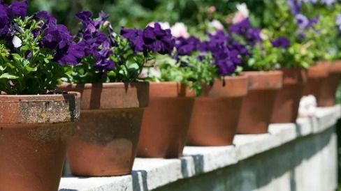 কাঁড়ি কাঁড়ি টাকা আসবে, ঘরে লাগান এই ফুলগাছ  কাঁড়ি কাঁড়ি টাকা আসবে, ঘরে লাগান এই ফুলগাছ