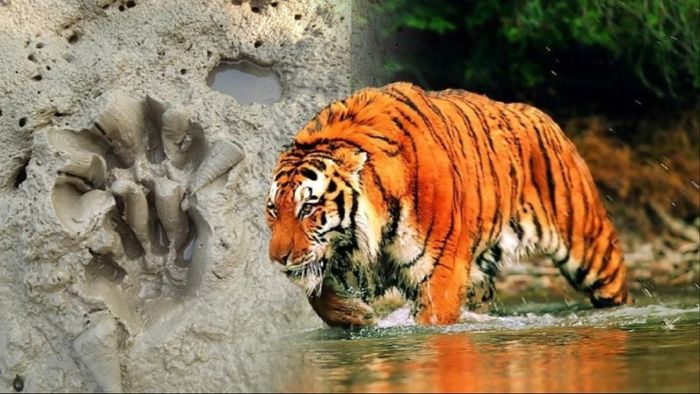 বক্সায় আরও বাঘ! ট্র্যাপ ক্যামেরায় ধরা পড়ল নতুন ছবি। প্রতীকী ছবি