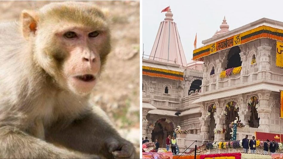 রাম মন্দিরে অলৌকিক কাণ্ড, আচমকা রামলালার দর্শনে 'হনুমানজি' রাম মন্দিরে অলৌকিক কাণ্ড, আচমকা রামলালার দর্শনে 'হনুমানজি'