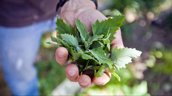 বেতো শাক