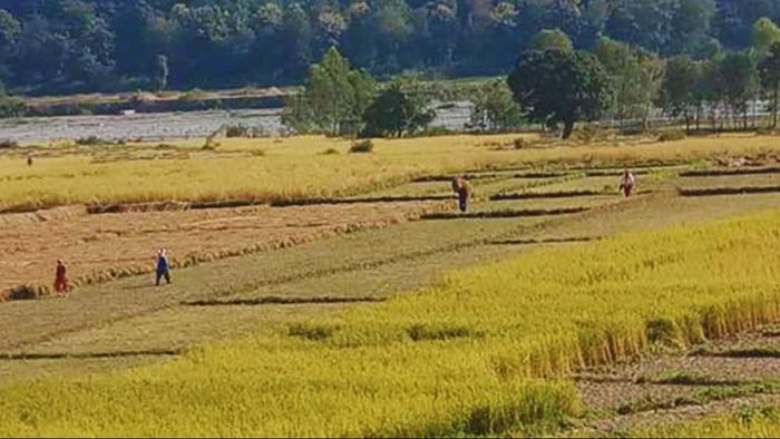 Dehradun Basmati Rice