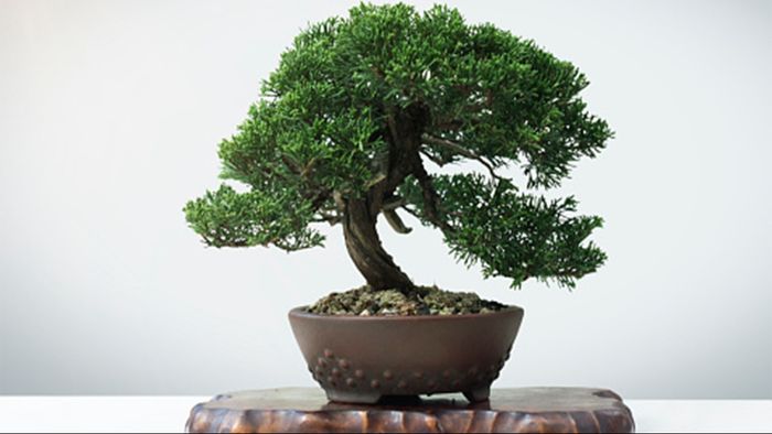 বনসাঁই গাছ