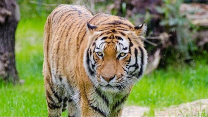 কয়েক দশক পর পর্যটকদের সামনে রয়্য়াল বেঙ্গল; বক্সায় উচ্ছ্বাস