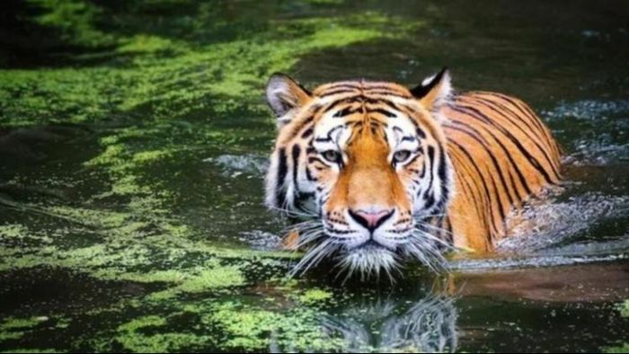 দেশের এই জঙ্গলগুলিতে বাঘ দেখা গ্যারান্টি, রয়েছে রাজ্যের একটি অরণ্যও